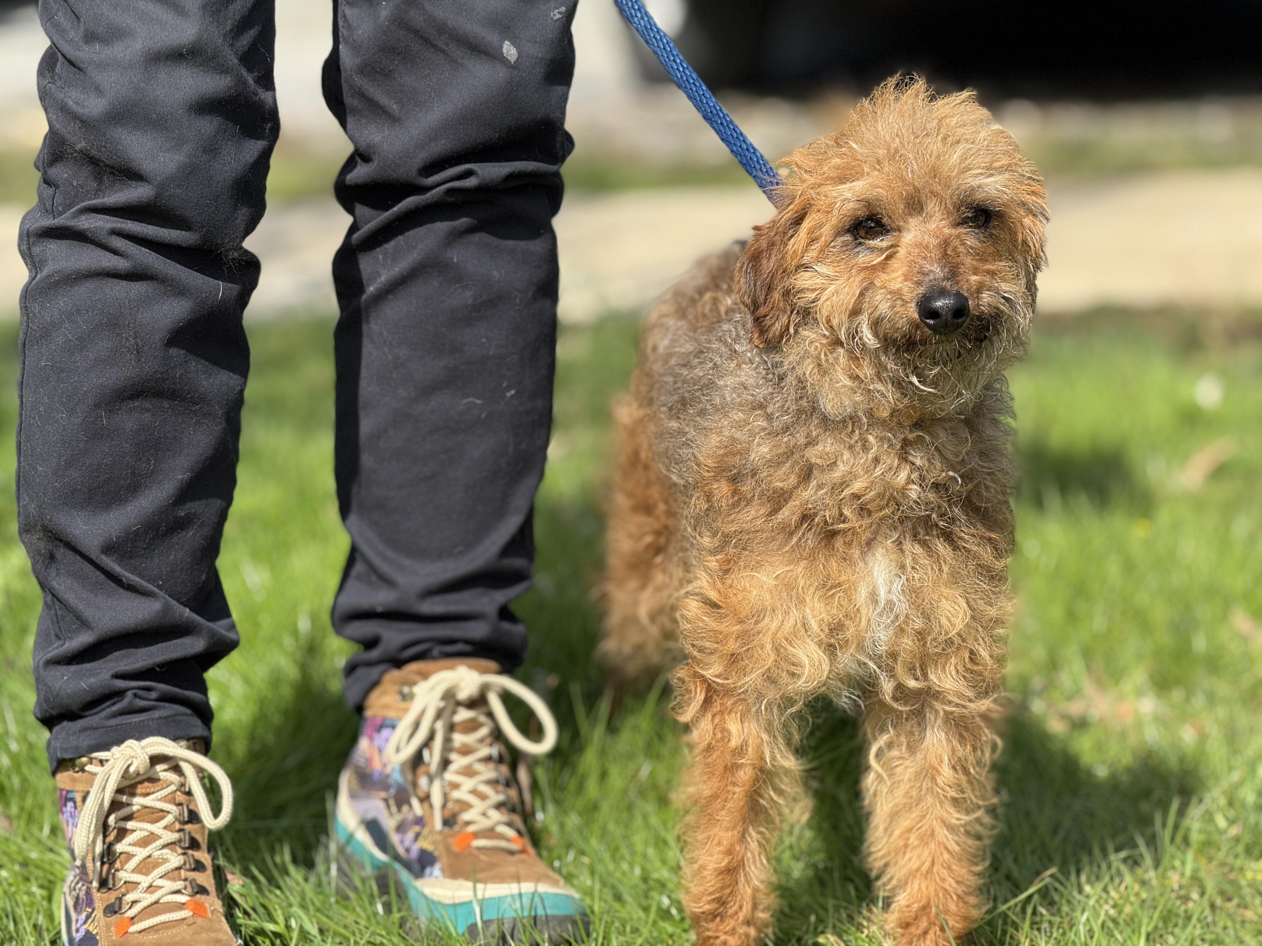 Enlarge Divot, a ADOPTABLE mixed breed in Richmond, VA image 6/6