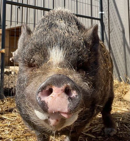 Enlarge REZNOR, a Adoptable Pot Bellied in Belmont, NY image 1/3