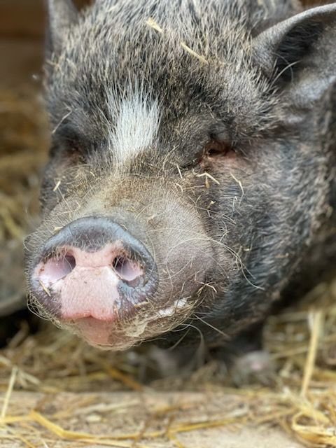 Enlarge REZNOR, a Adoptable Pot Bellied in Belmont, NY image 2/3