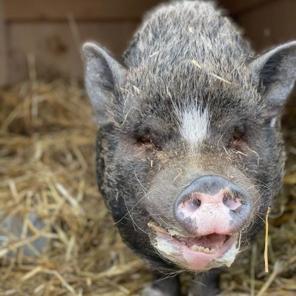 Enlarge REZNOR, a Adoptable Pot Bellied in Belmont, NY image 3/3