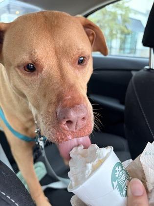Mando - 1, Adoptable, Adult Male Pit Bull Terrier & Mixed Breed.