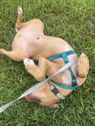 Mando - 1, a Adoptable mixed breed in Daytona Beach, FL image 2/2