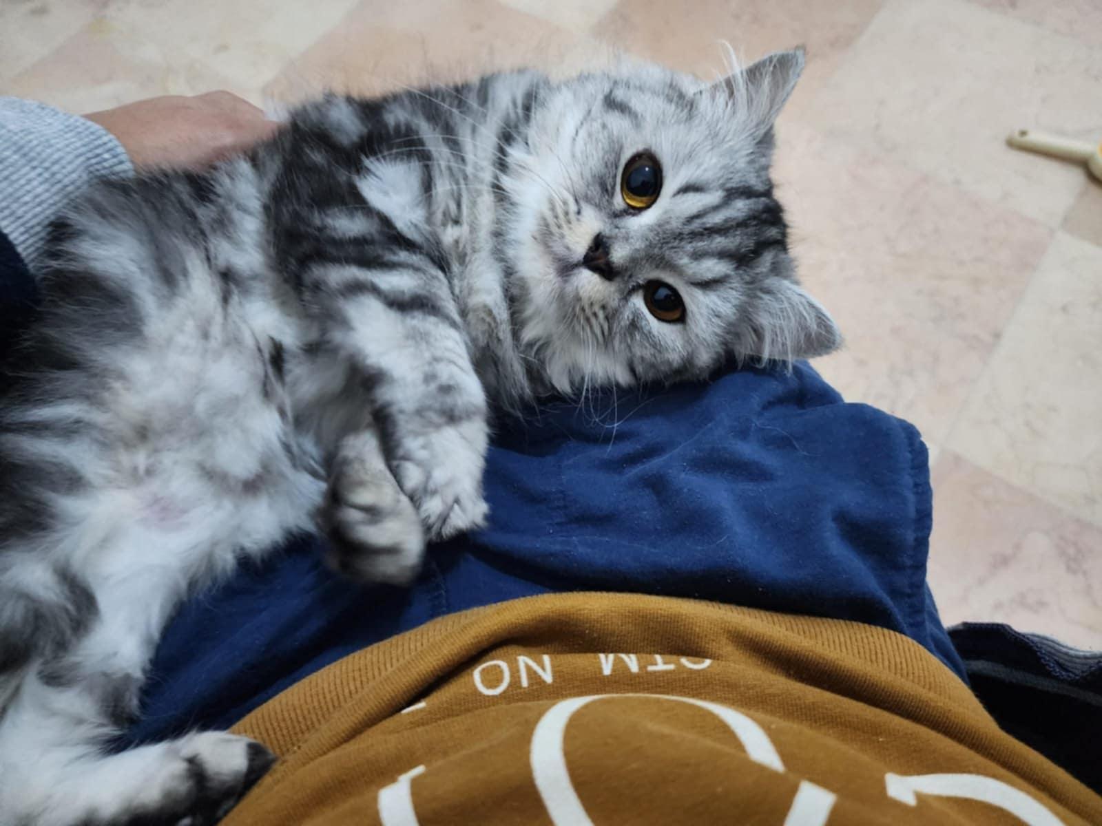 Baby Girl, Adopted, Adult Female Persian & Scottish Fold.