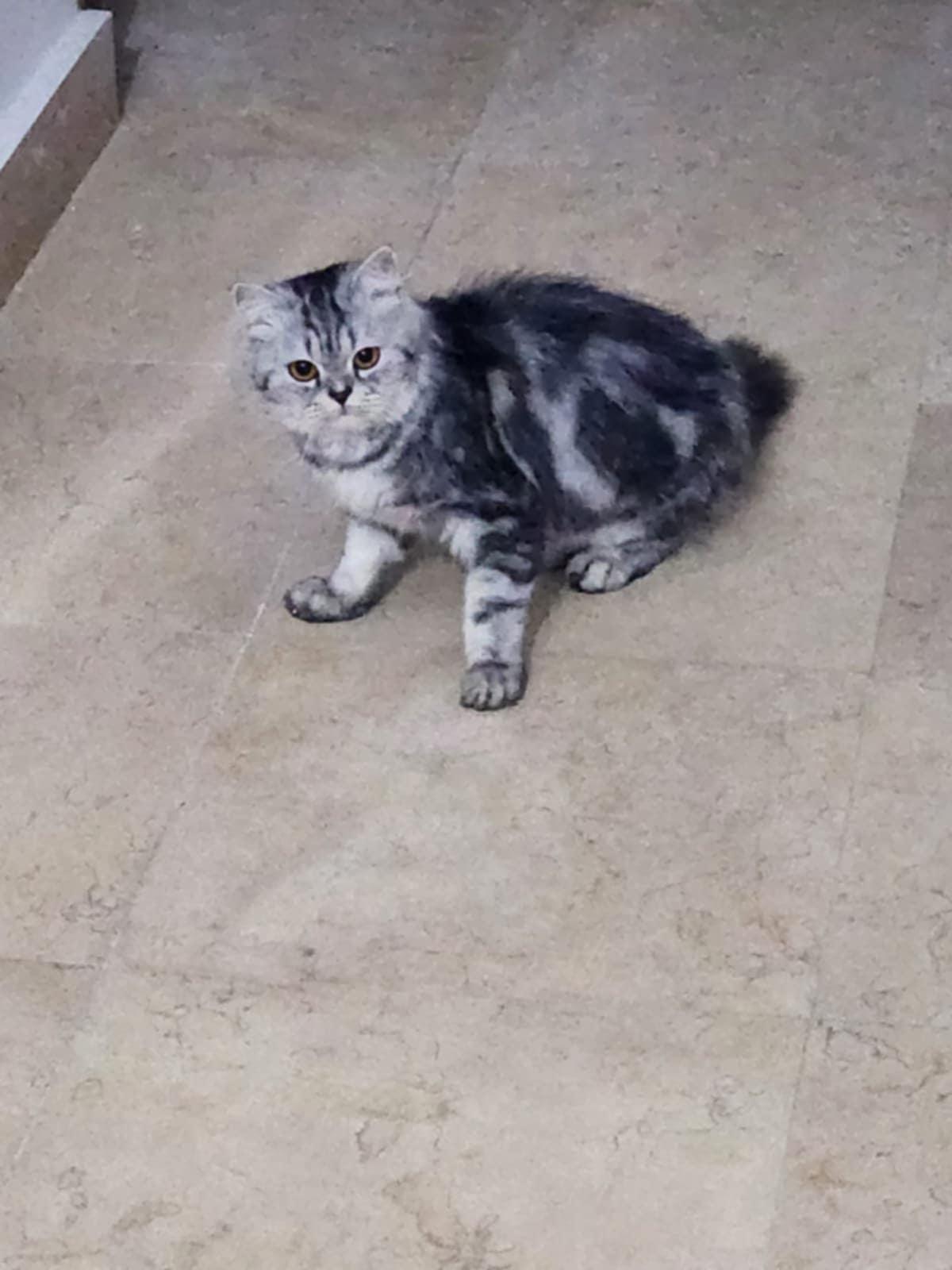 Baby Girl, a Adopted mixed breed in Mississauga, ON image 2/6