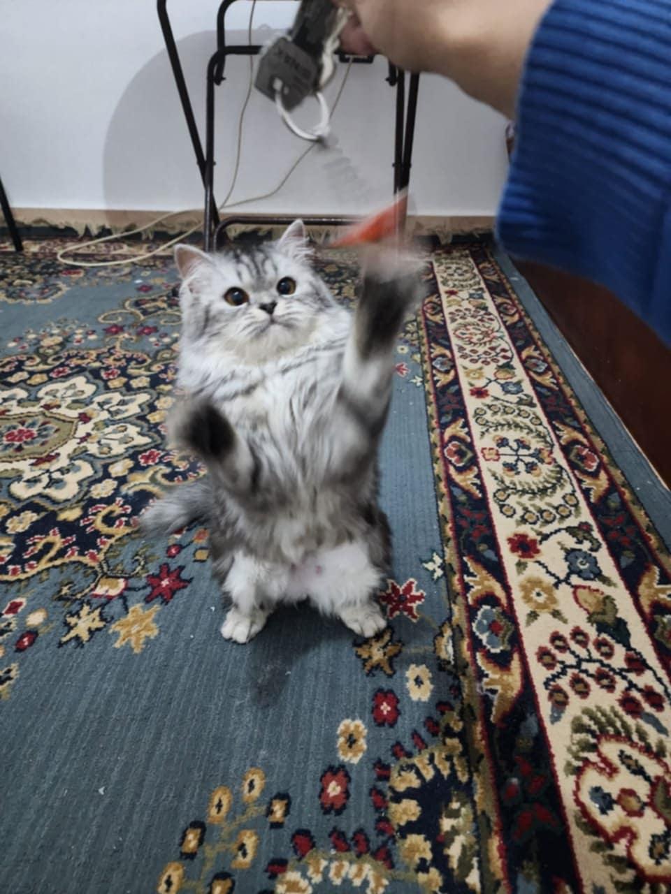 Baby Girl, a Adopted mixed breed in Mississauga, ON image 3/6