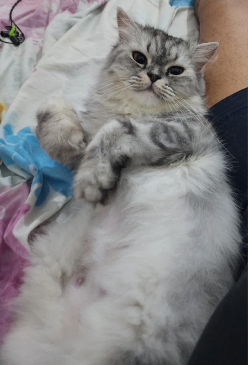 Baby Girl, a Adopted mixed breed in Mississauga, ON image 4/6