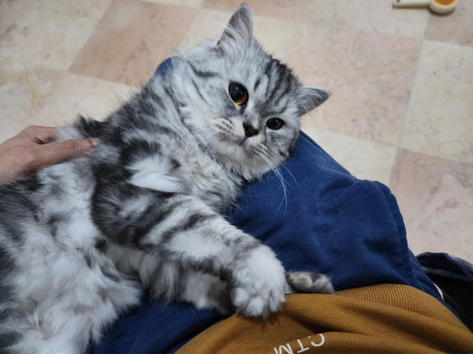 Baby Girl, a Adopted mixed breed in Mississauga, ON image 5/6