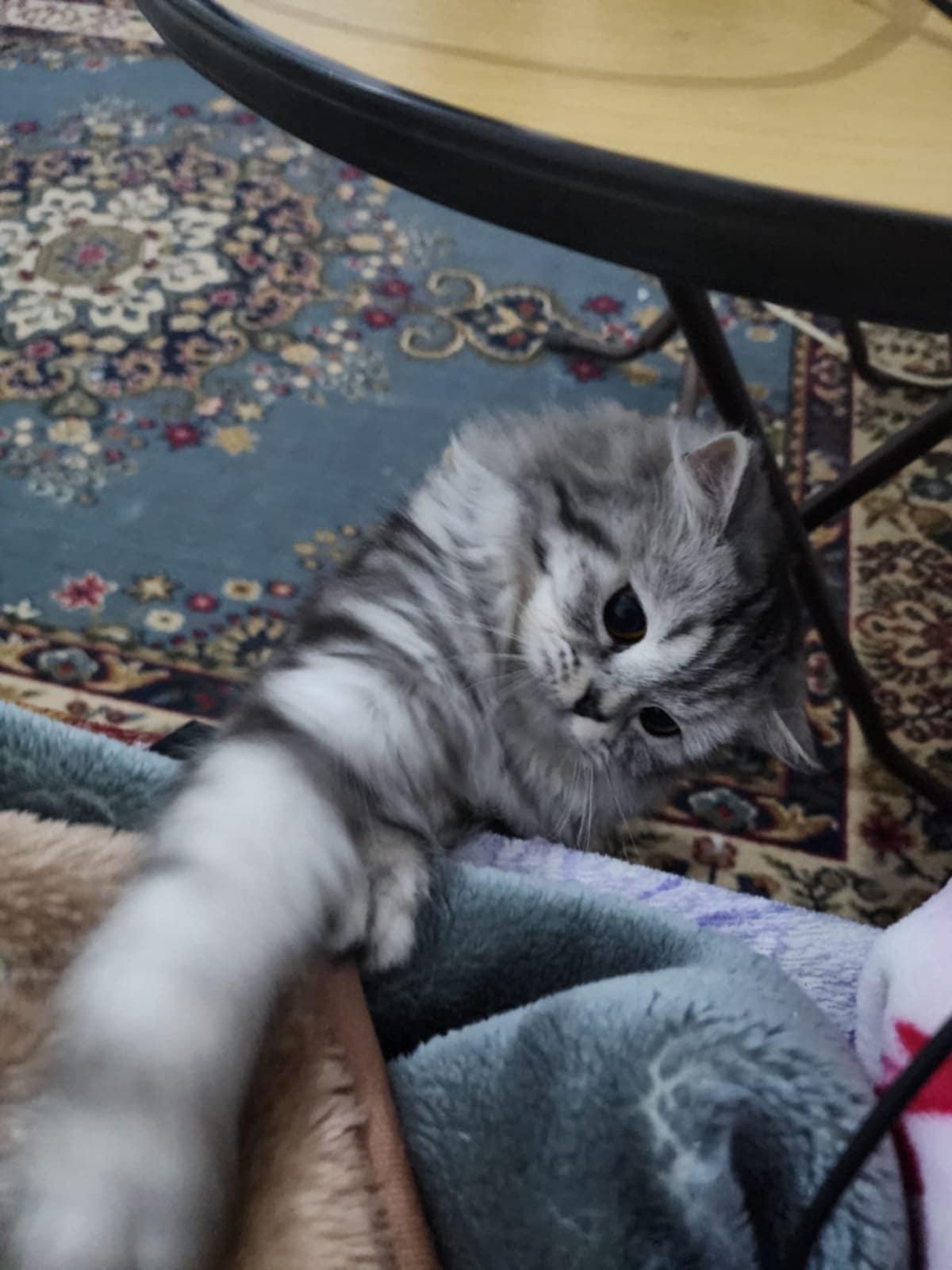 Baby Girl, a Adopted mixed breed in Mississauga, ON image 6/6