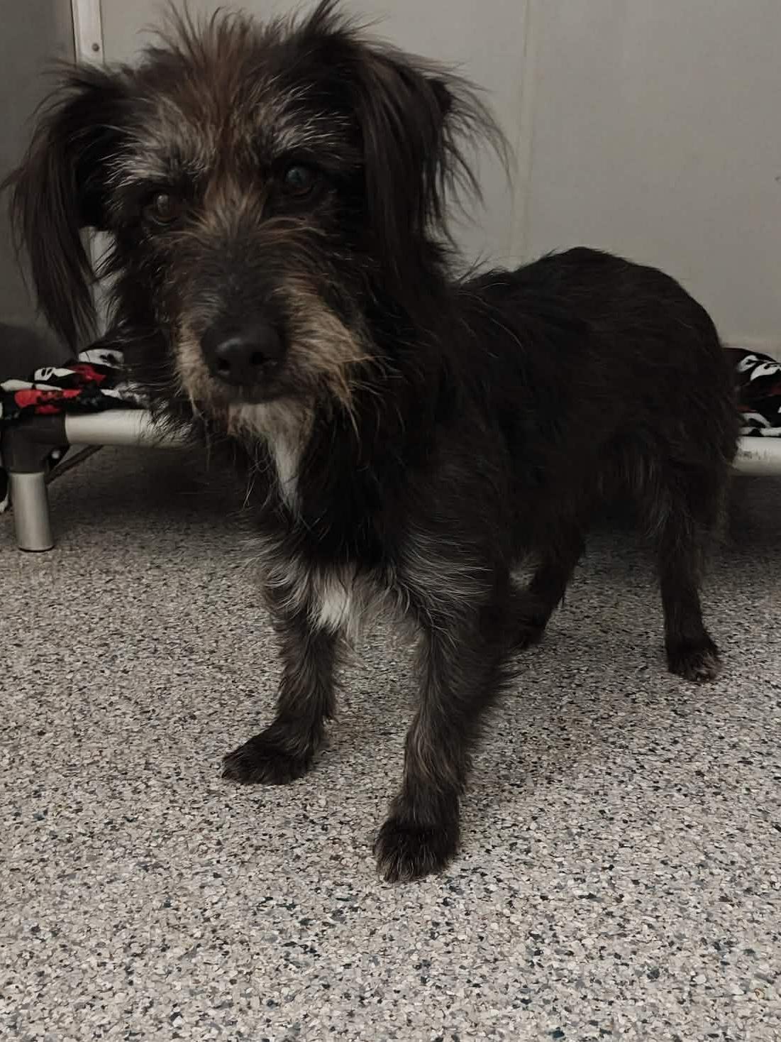 Sasha , Adoptable, Adult Female Border Terrier.