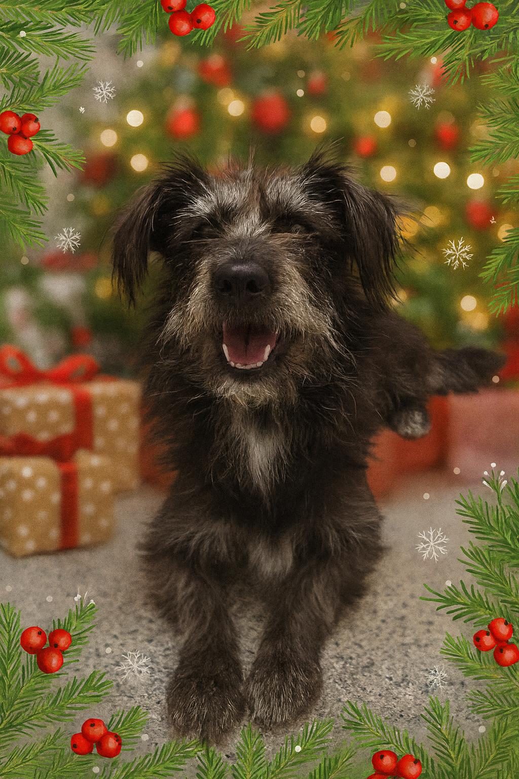 Enlarge Sasha , a Adoptable mixed breed in Elkhorn, WI image 2/3