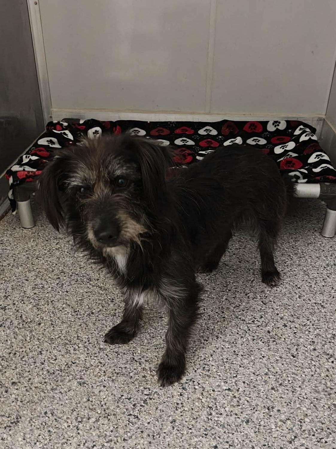 Enlarge Sasha , a Adoptable mixed breed in Elkhorn, WI image 3/3