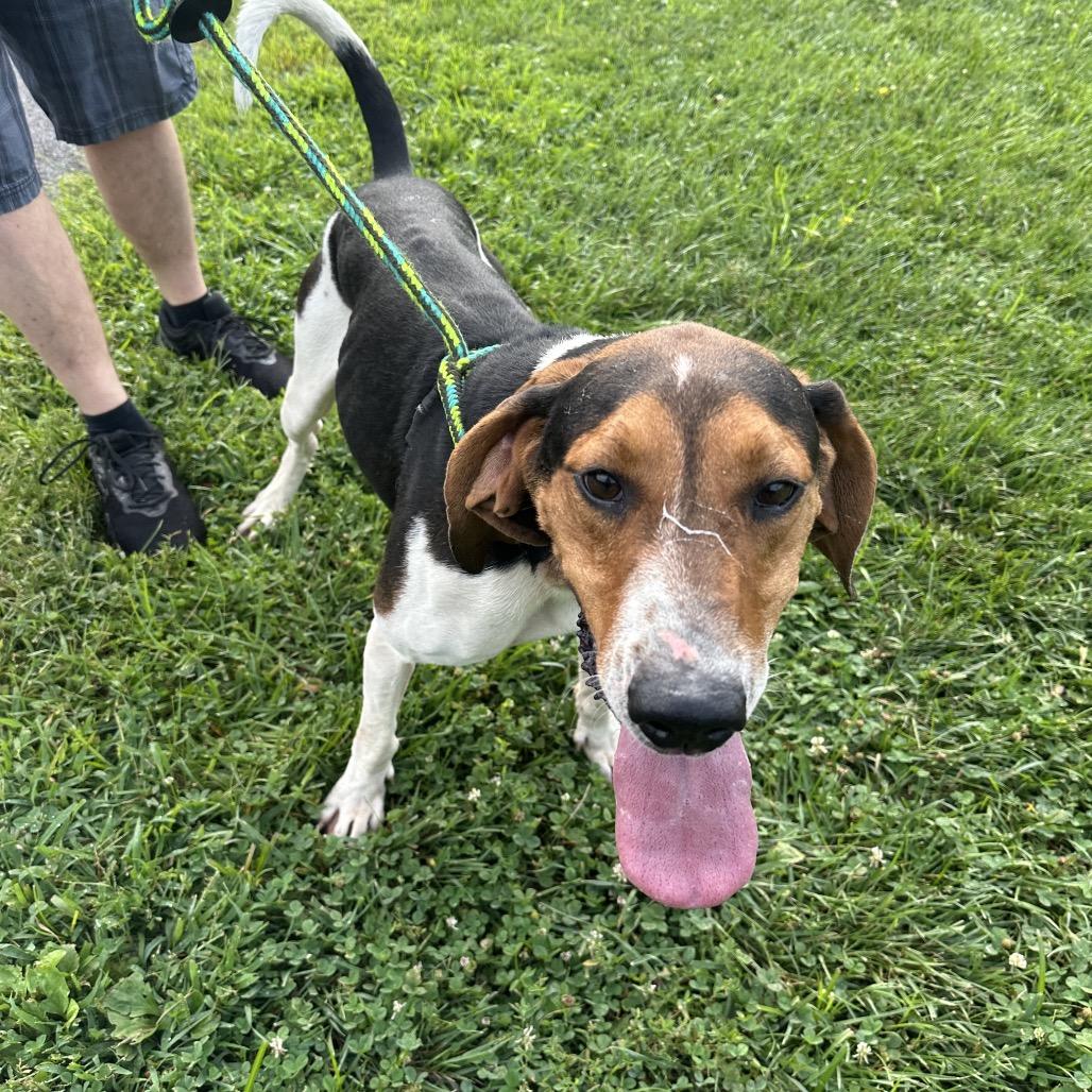 Finisher, Adoptable, Adult Male Treeing Walker Coonhound.