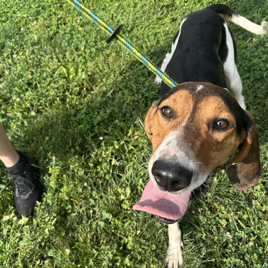Finisher, a Adoptable Treeing Walker Coonhound in Batavia, OH image 2/6