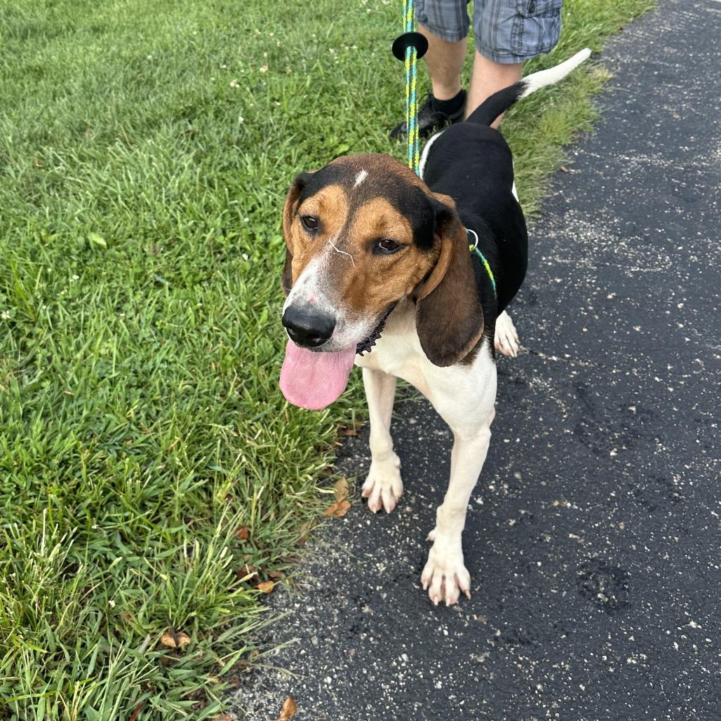Finisher, a Adoptable Treeing Walker Coonhound in Batavia, OH image 3/6