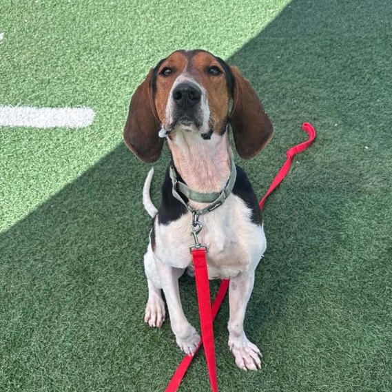 Enlarge Finisher, a Adoptable Treeing Walker Coonhound in Batavia, OH image 1/5