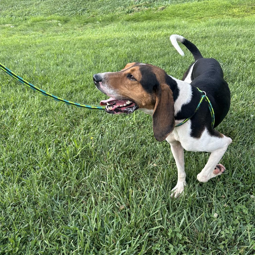 Finisher, a Adoptable Treeing Walker Coonhound in Batavia, OH image 4/6