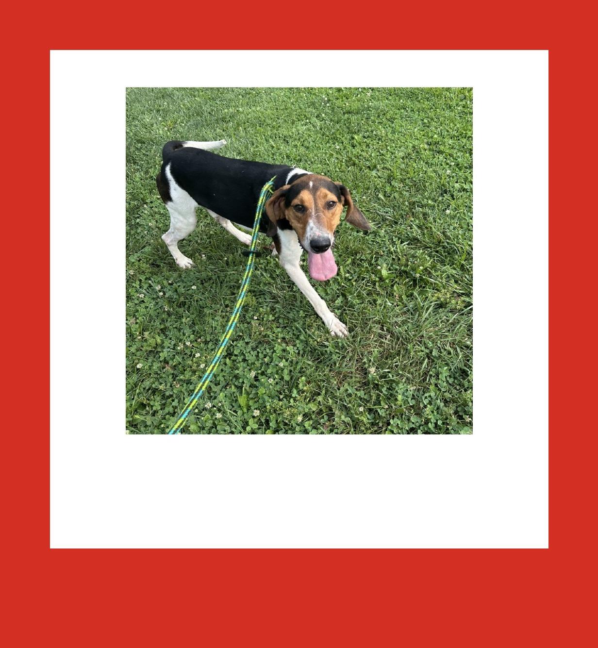 Enlarge Finisher, a Adoptable Treeing Walker Coonhound in Batavia, OH image 5/6