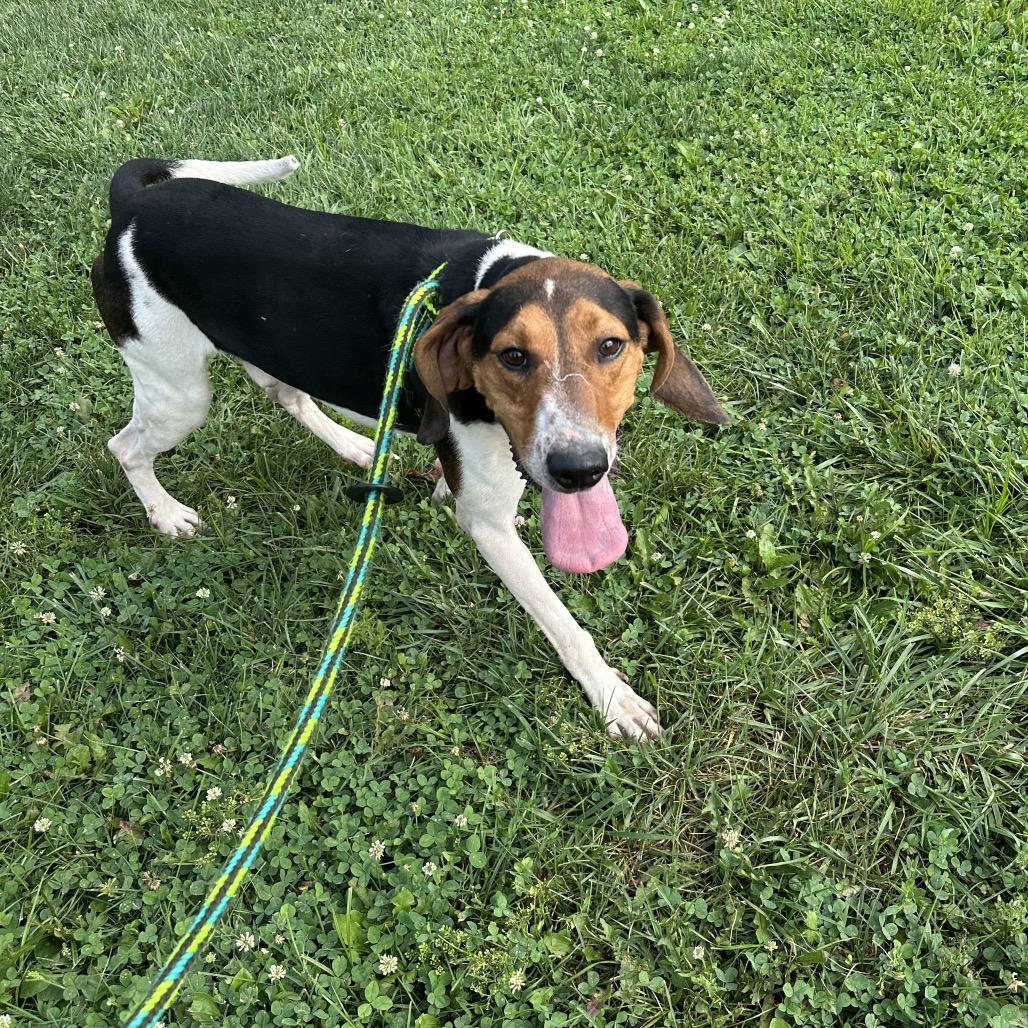 Finisher, a Adoptable Treeing Walker Coonhound in Batavia, OH image 5/6