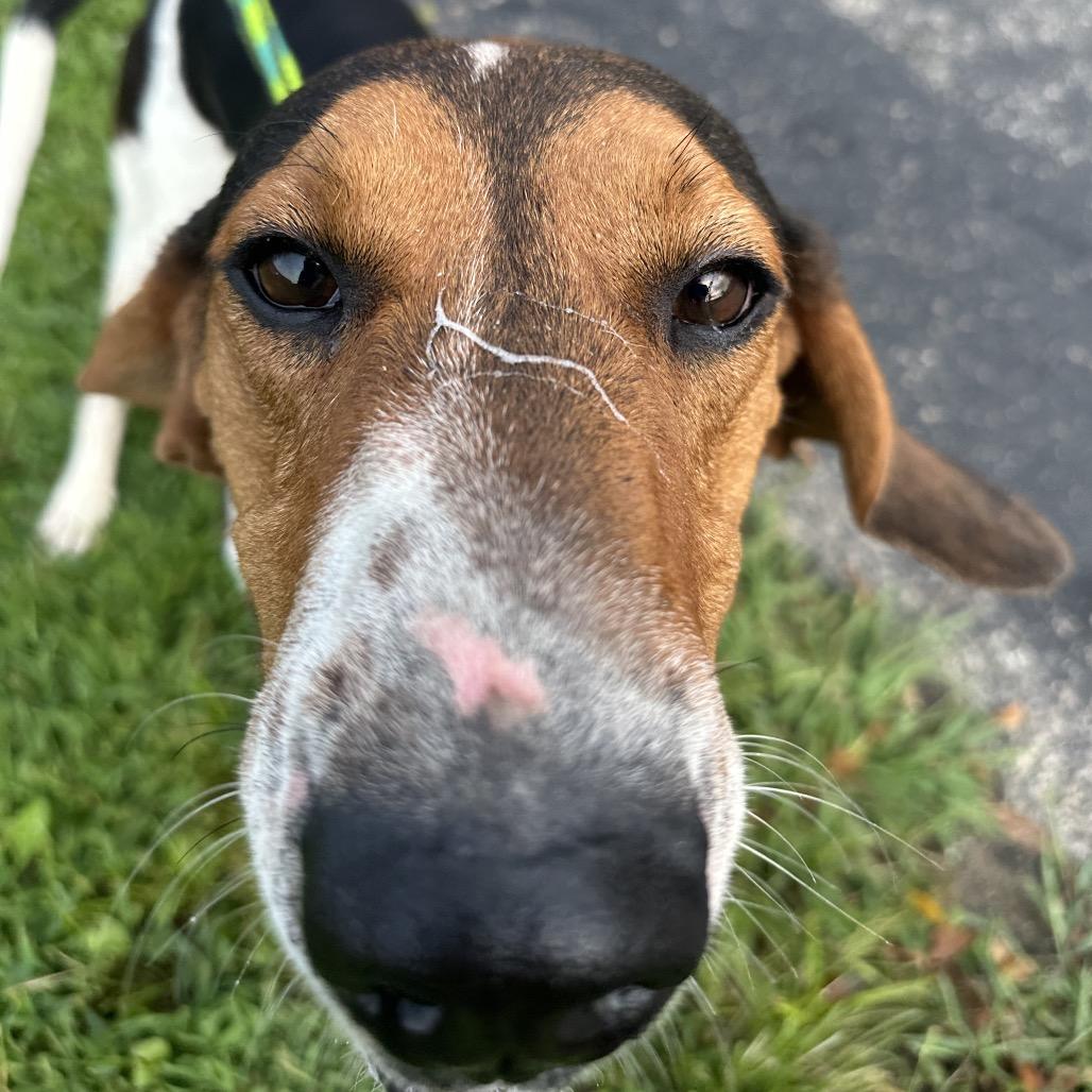 Finisher, a Adoptable Treeing Walker Coonhound in Batavia, OH image 6/6