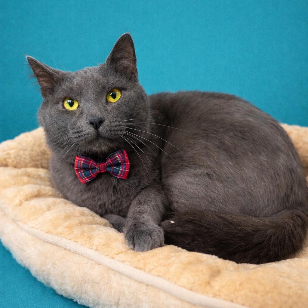 Al Purrchino — thumbnail 2