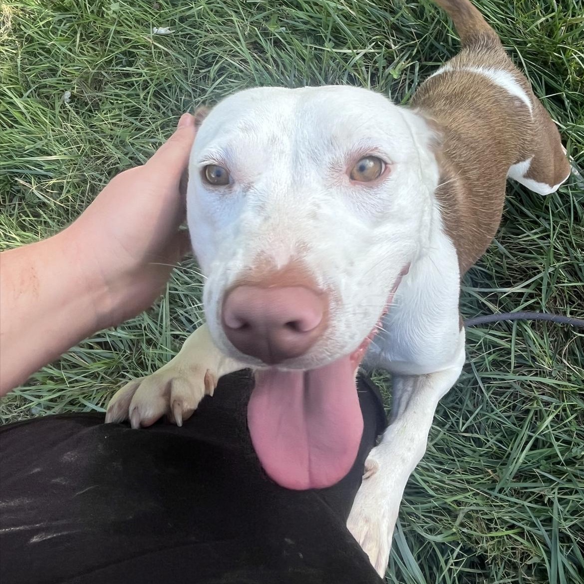 Susan, a Adoptable mixed breed in Junction City, KY image 6/6