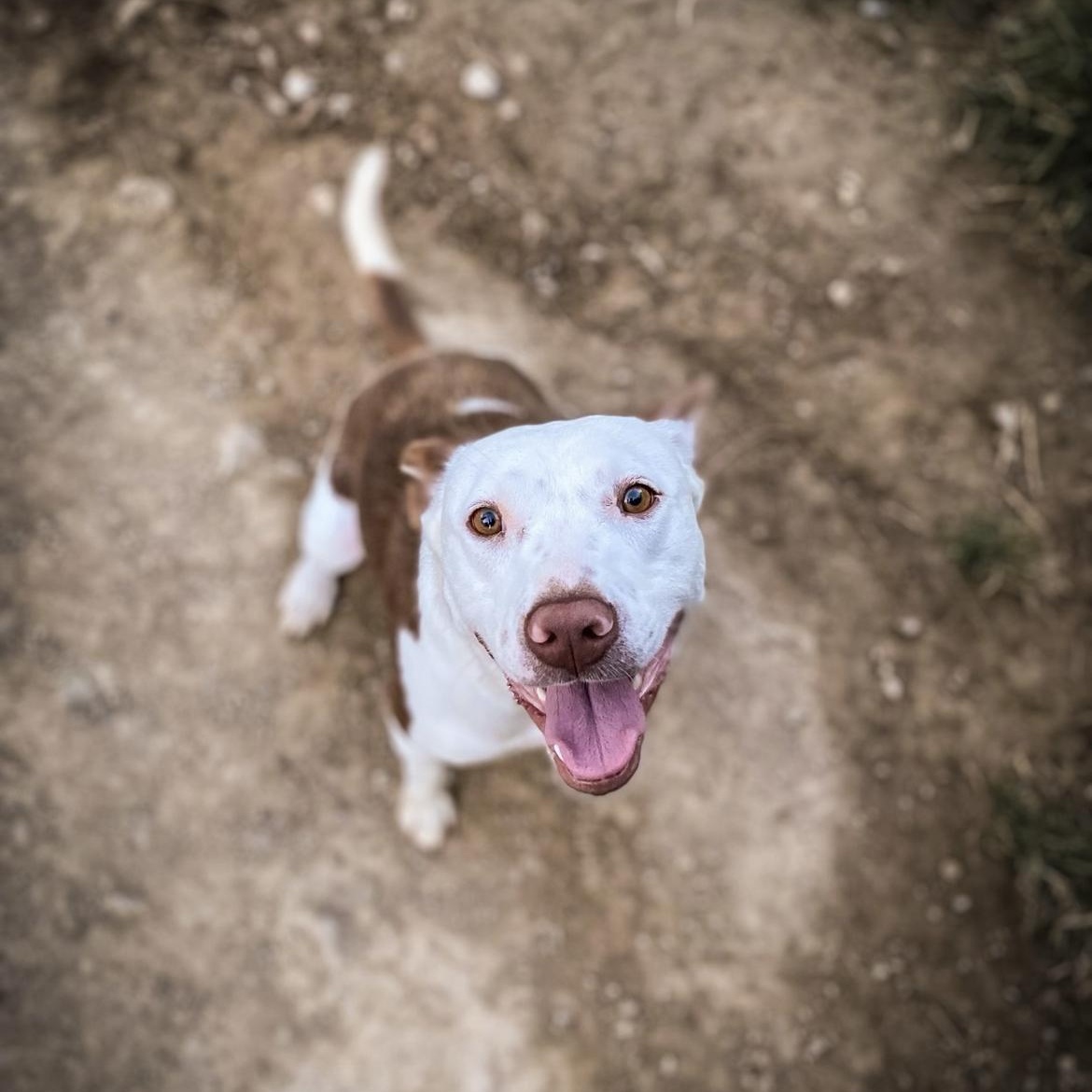 Susan, a Adoptable mixed breed in Junction City, KY image 2/6