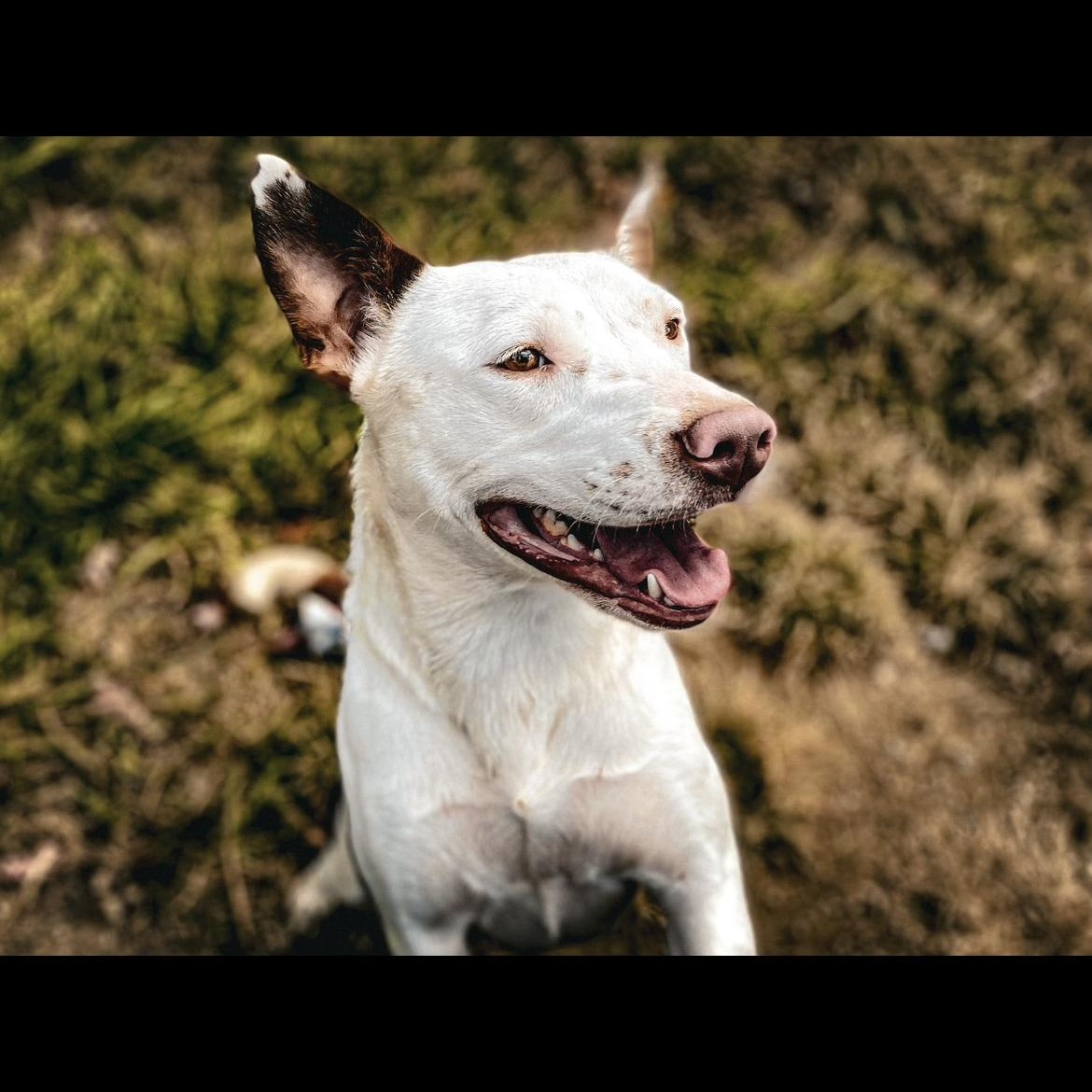 Susan, a Adoptable mixed breed in Junction City, KY image 1/6