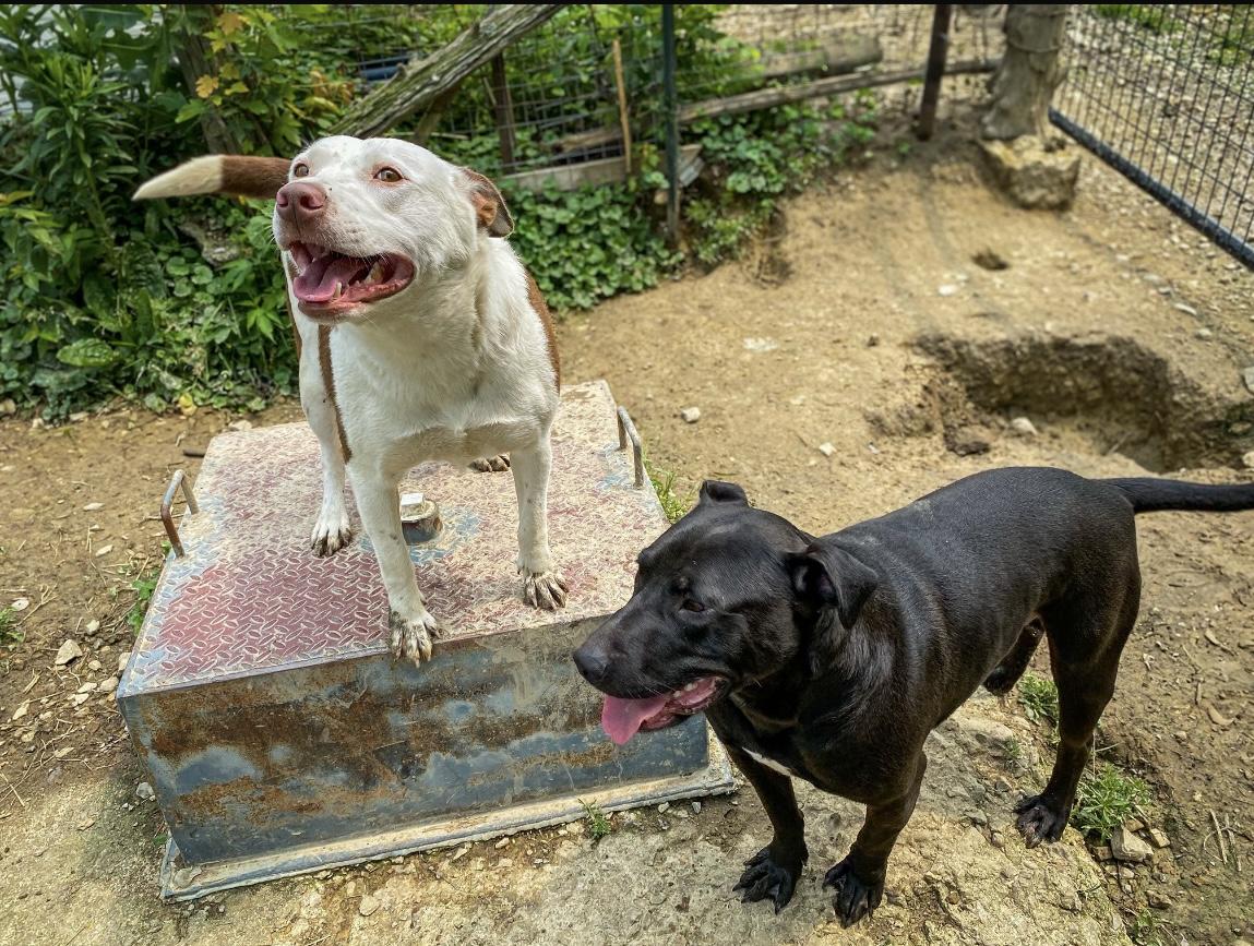 Susan, Adoptable, Adult Female Labrador Retriever.