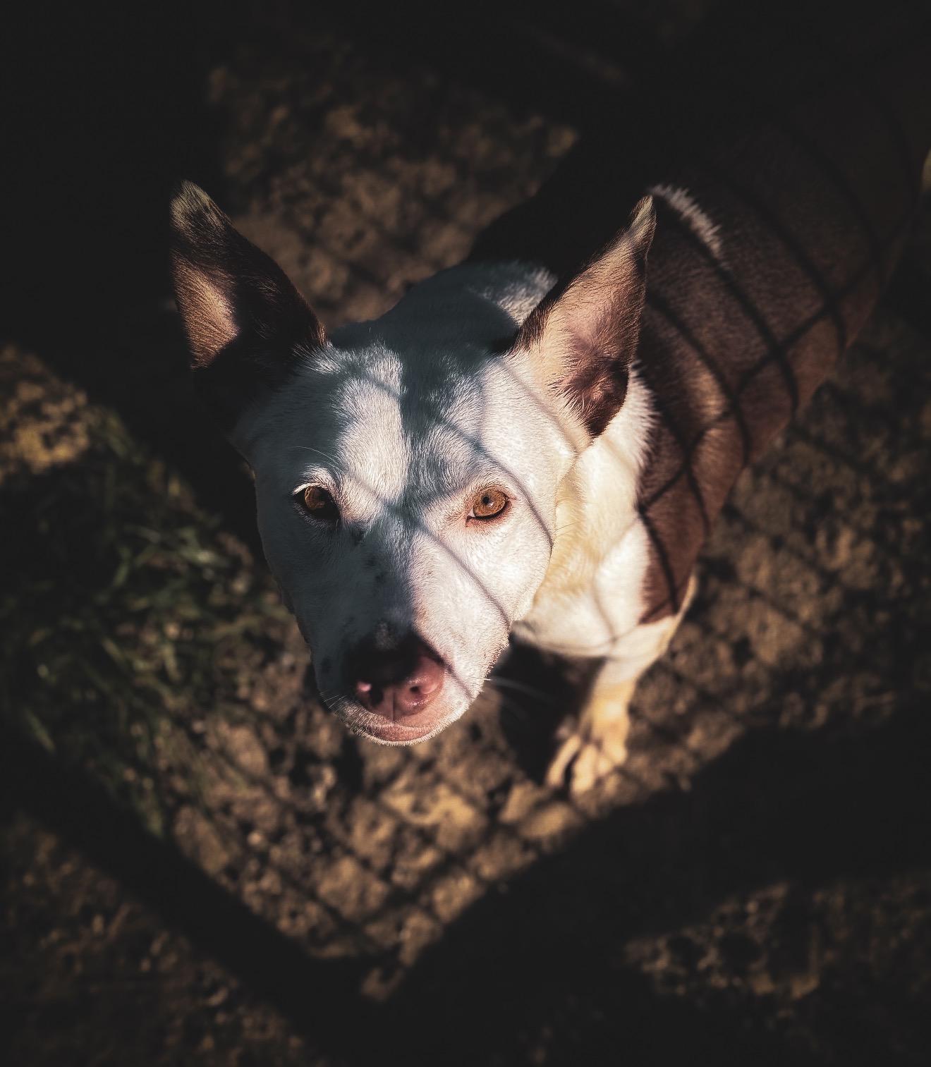 Susan, Adoptable, Adult Female Labrador Retriever.