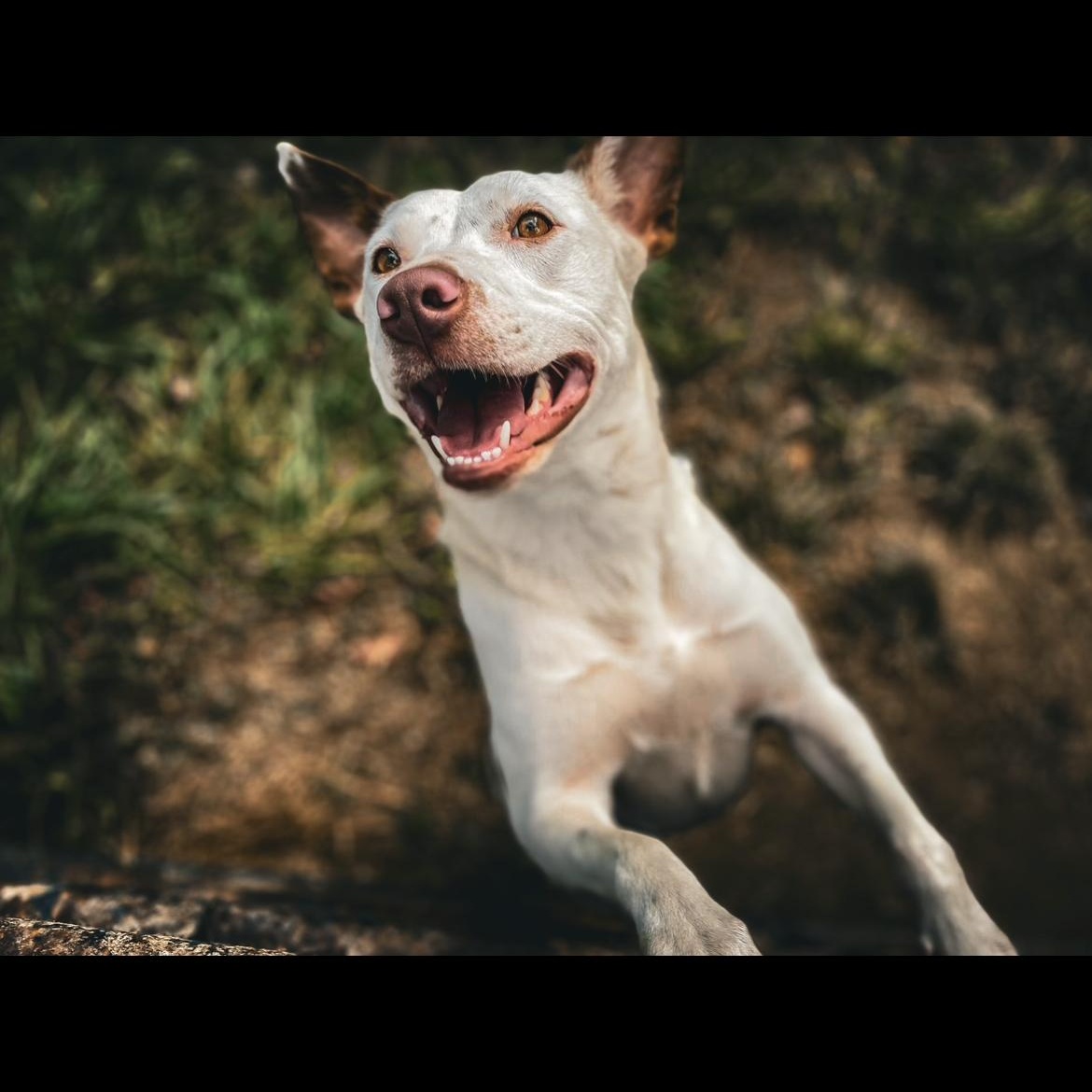 Susan, a Adoptable mixed breed in Junction City, KY image 4/6