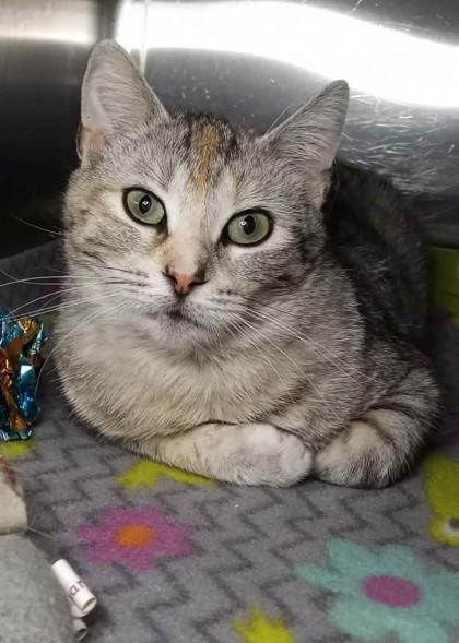 Glinda, Adoptable, Adult Female Domestic Short Hair.
