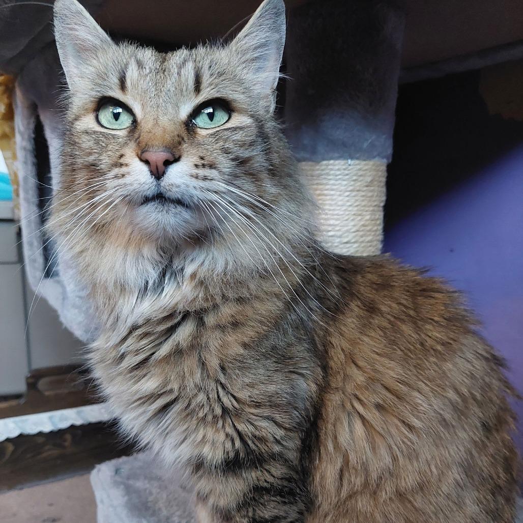Miss Scrunkle C6949, Adoptable, Adult Female Domestic Long Hair.