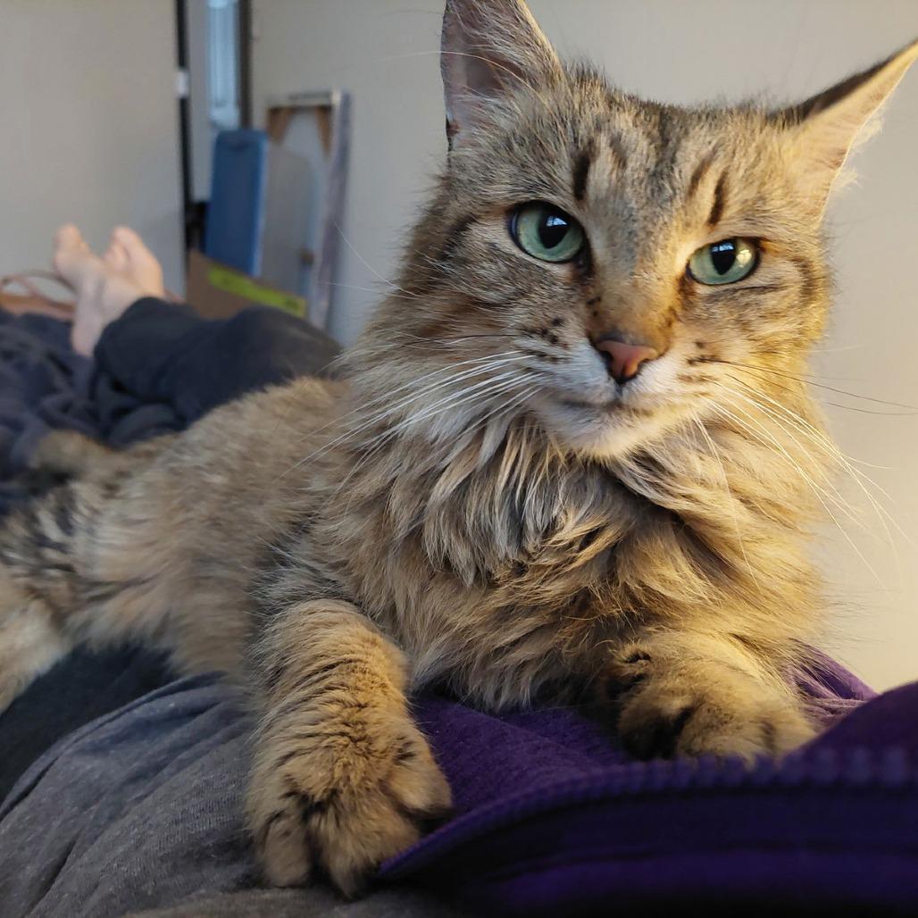 Enlarge Miss Scrunkle C6949, a Adoptable Domestic Long Hair in Elk River, MN image 2/5