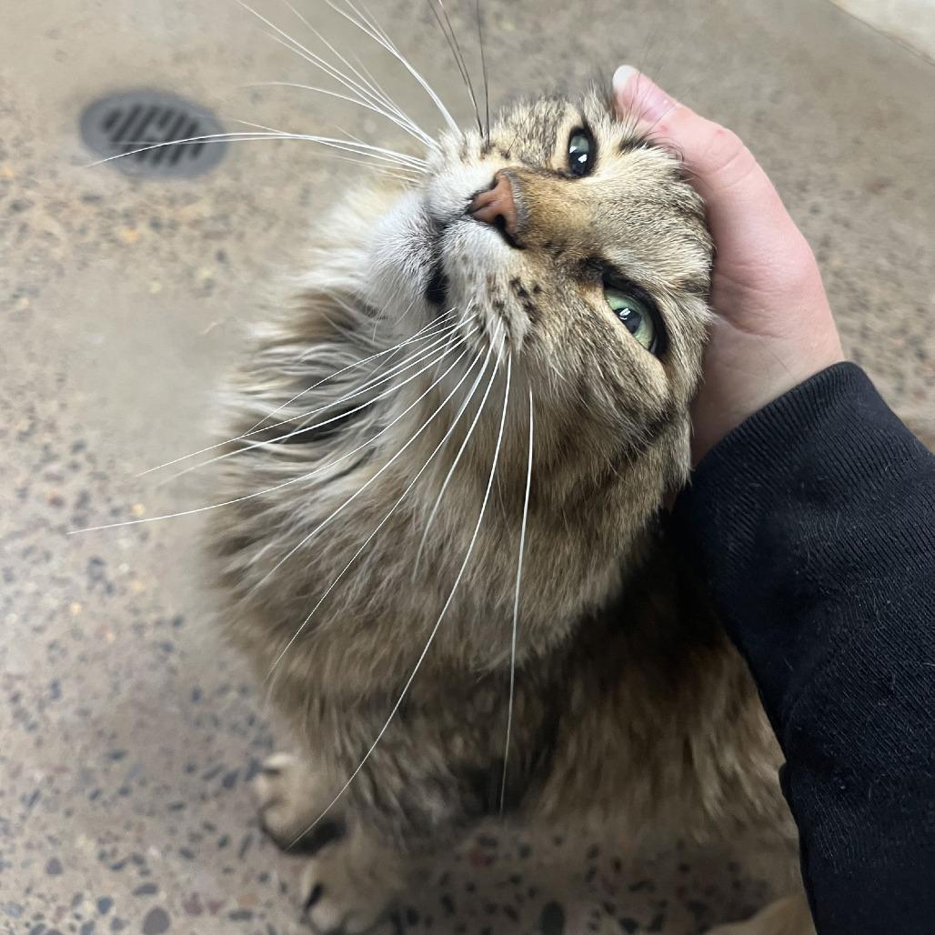 Enlarge Miss Scrunkle C6949, a Adoptable Domestic Long Hair in Elk River, MN image 4/5