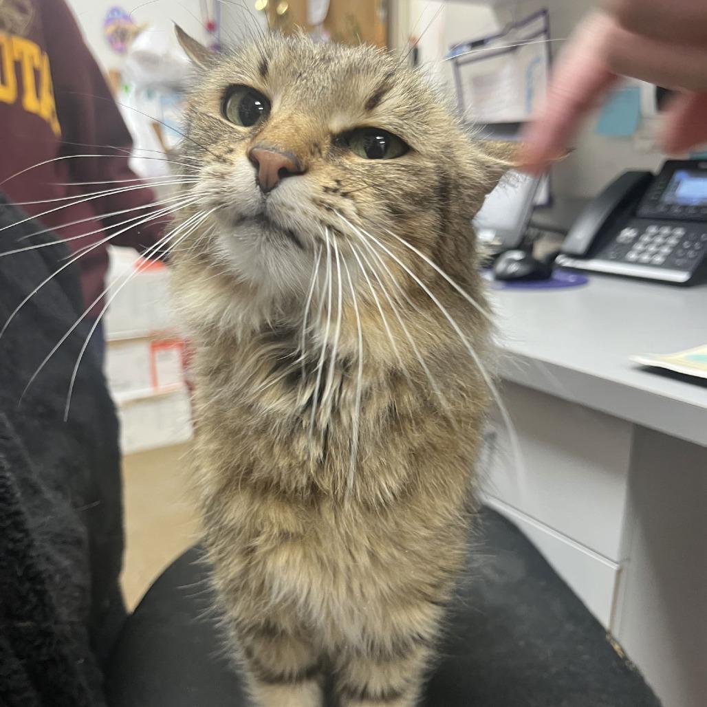 Enlarge Miss Scrunkle C6949, a Adoptable Domestic Long Hair in Elk River, MN image 5/5