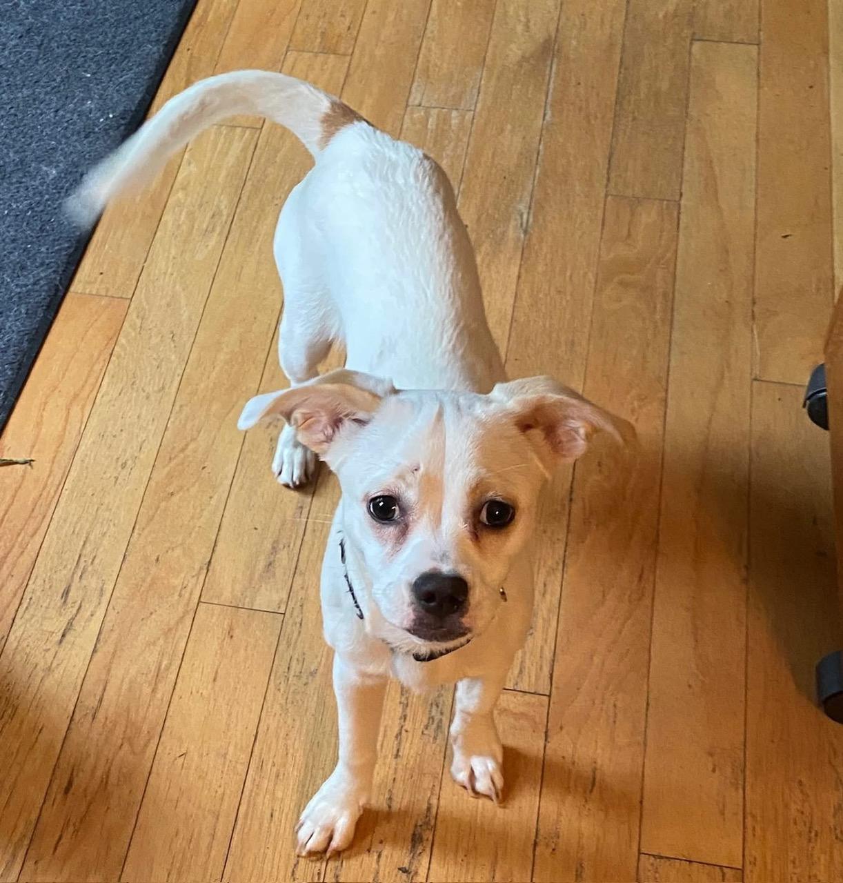 Dash, ADOPTABLE, Young Female Mixed Breed.