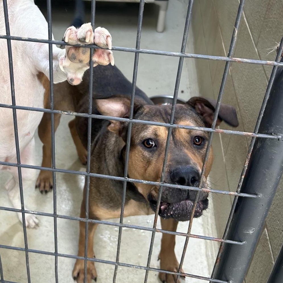 Enlarge Daisy Mae, a Adoptable mixed breed in Clarksville, VA image 2/2