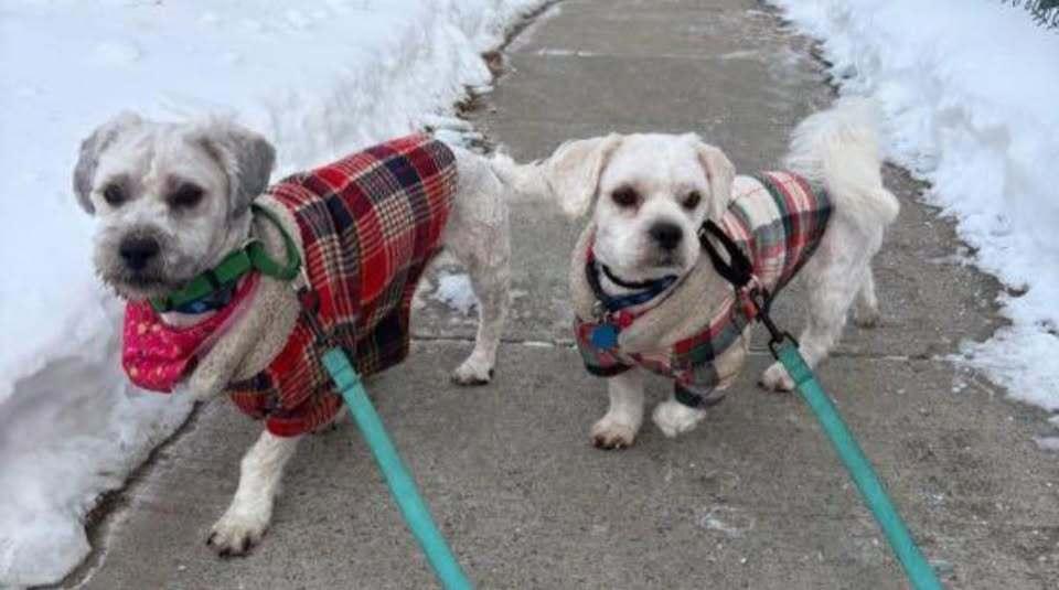 Buddy and Ziggy - FOSTER/FOSTER TO ADOPT NEEDED - BONDED!, Adoptable, Young Male Lhasa Apso & Mixed Breed.