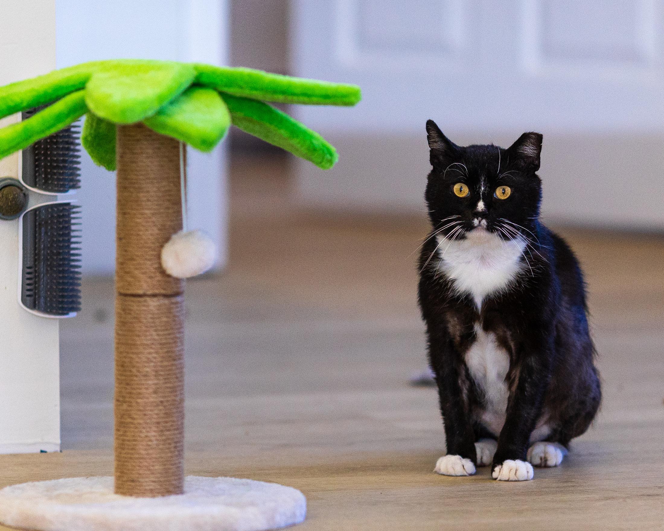 Flipper, Adoptable, Adult Male Domestic Short Hair.