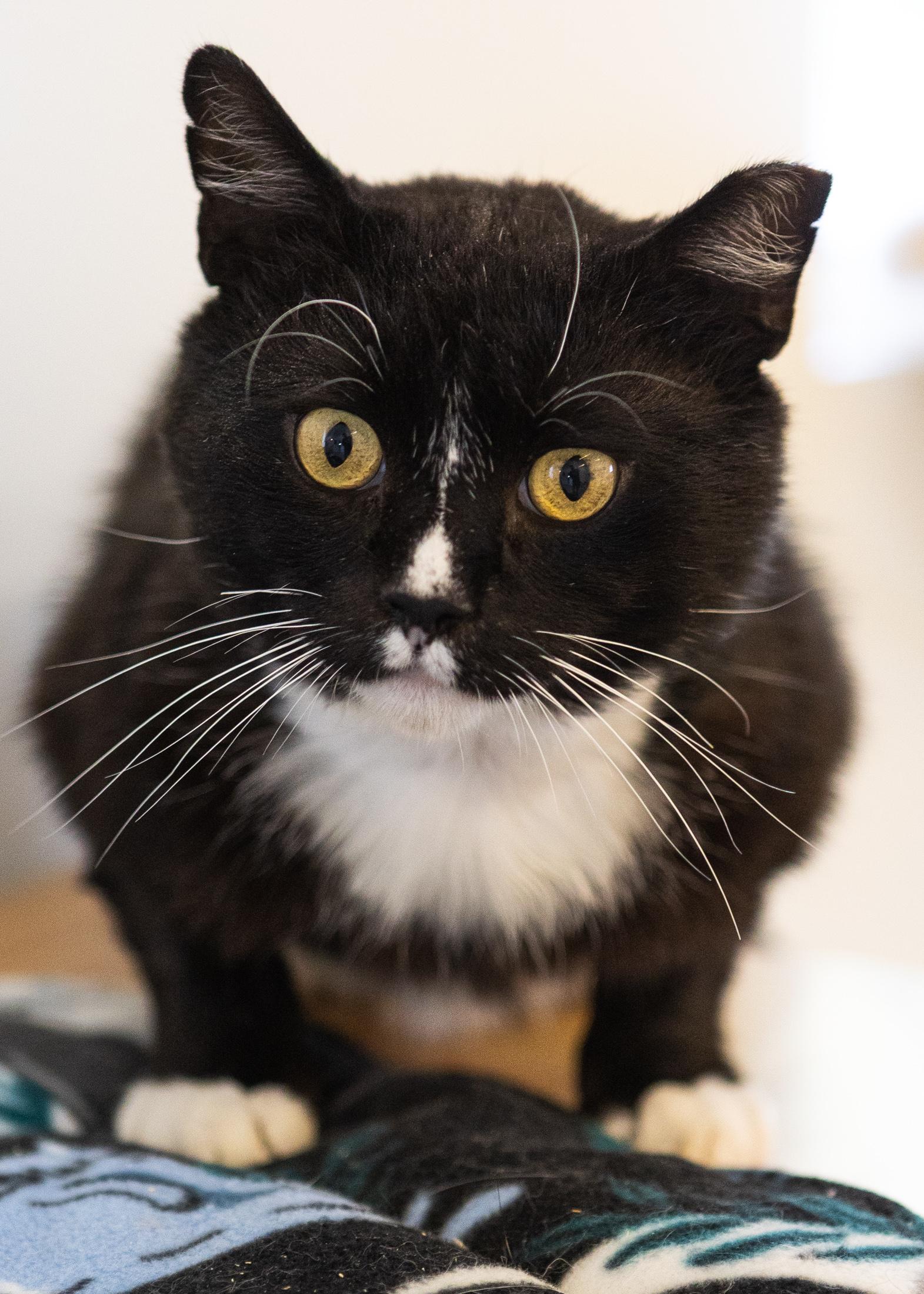 Flipper, a Adoptable Domestic Short Hair in Branford, CT image 2/6