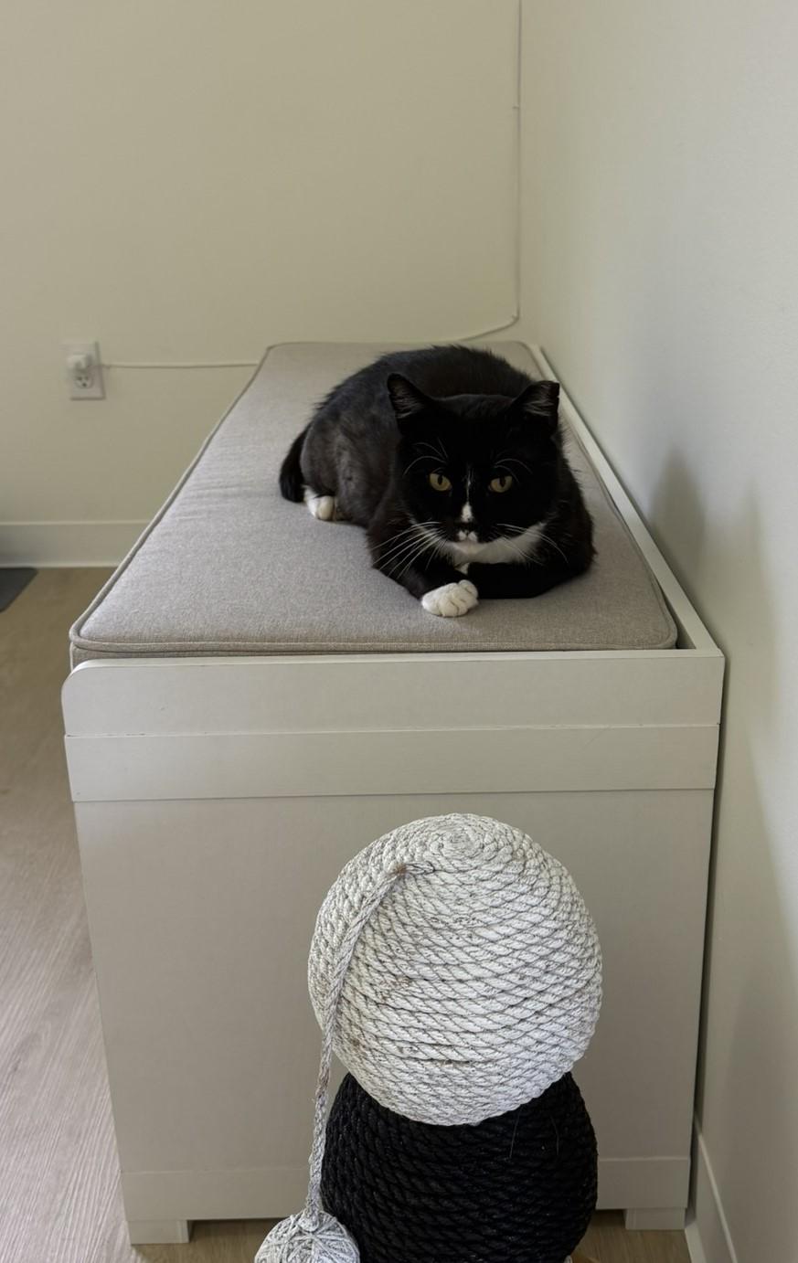 Flipper, a Adoptable Domestic Short Hair in Branford, CT image 4/6