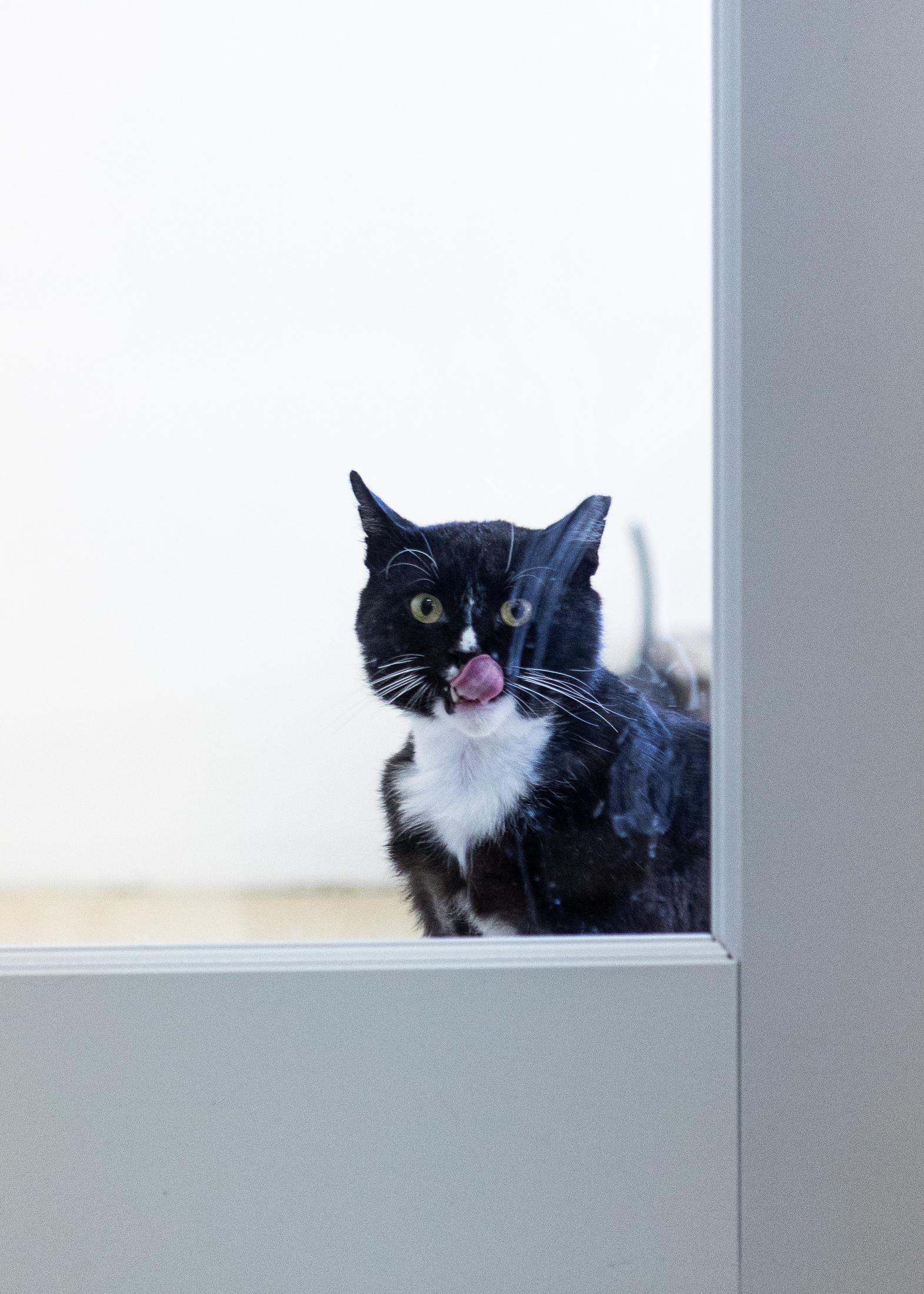 Flipper, a Adoptable Domestic Short Hair in Branford, CT image 3/6