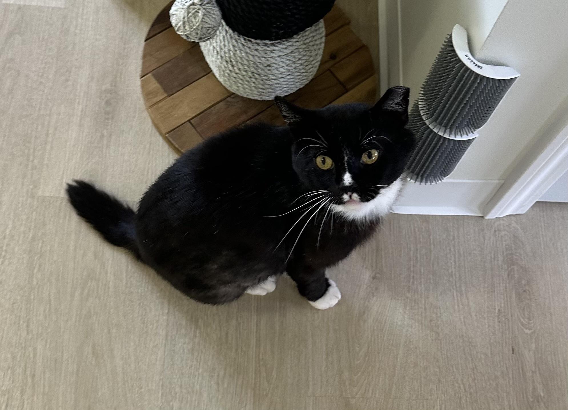 Flipper, a Adoptable Domestic Short Hair in Branford, CT image 6/6