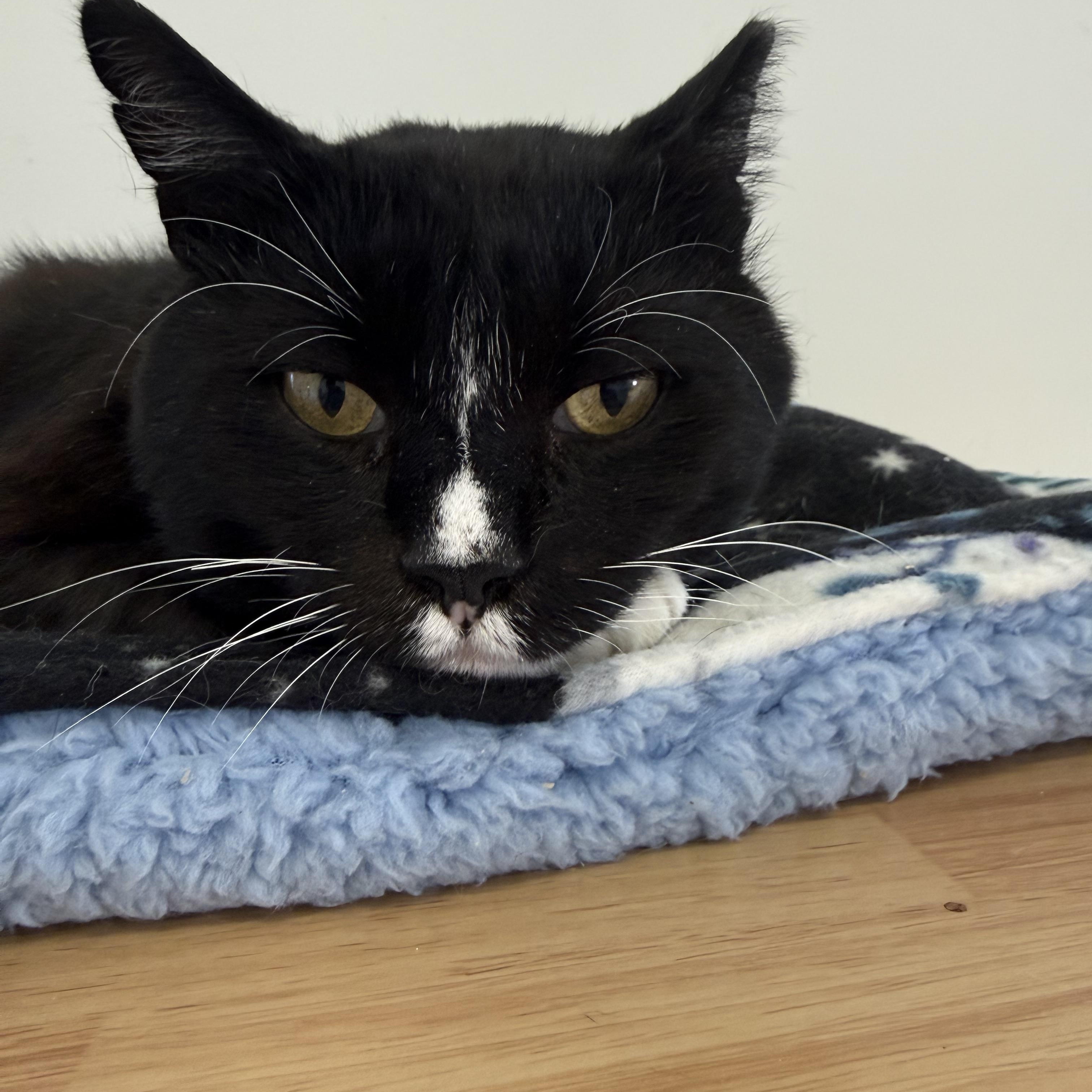 Flipper, a Adoptable Domestic Short Hair in Branford, CT image 5/6