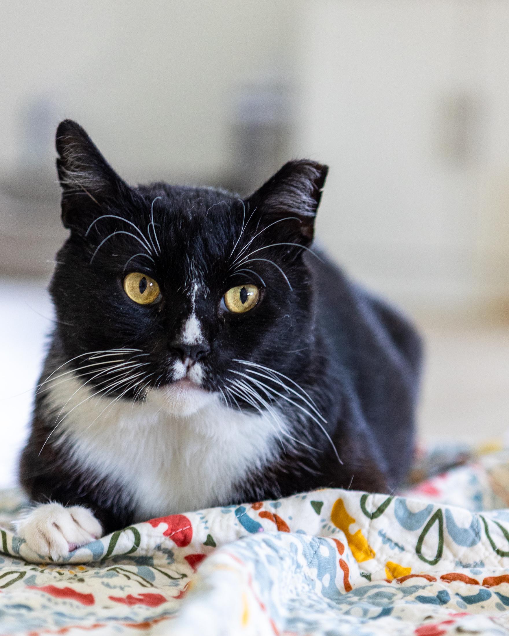Flipper, Adoptable, Adult Male Domestic Short Hair.