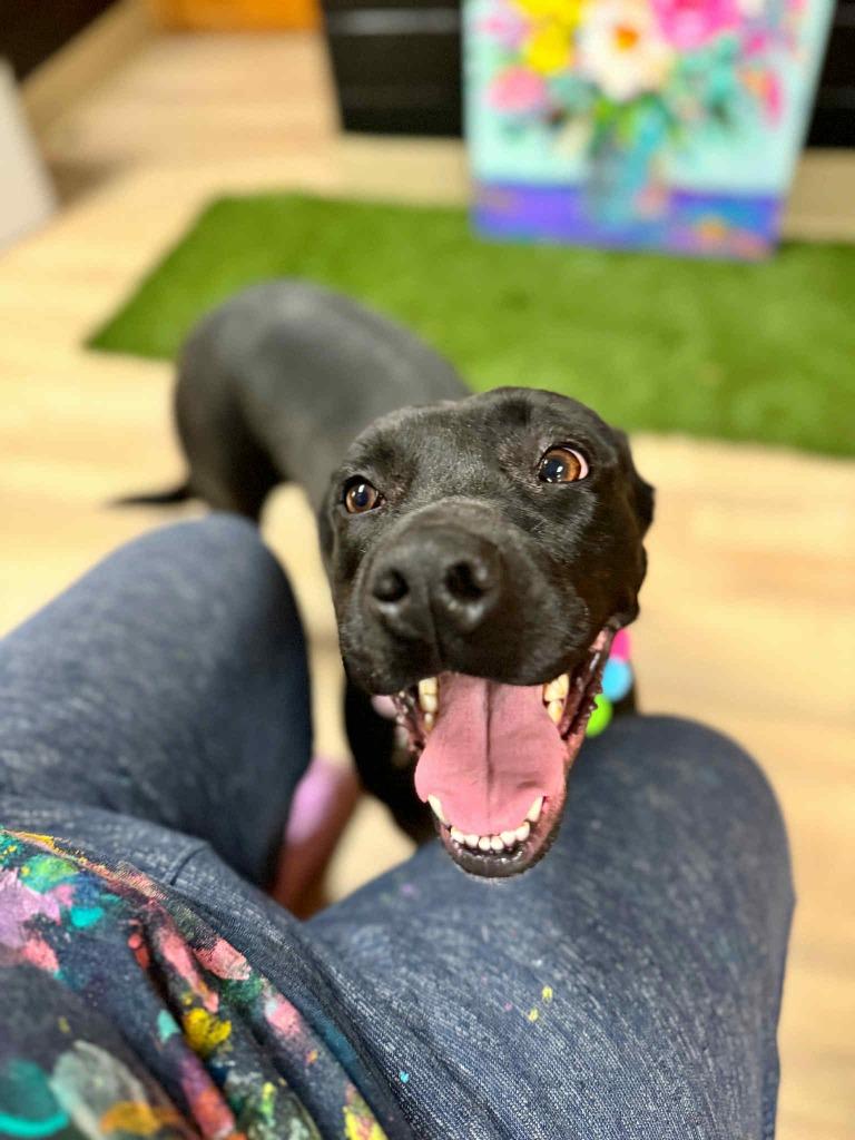 Luna, Adoptable, Adult Female Labrador Retriever.