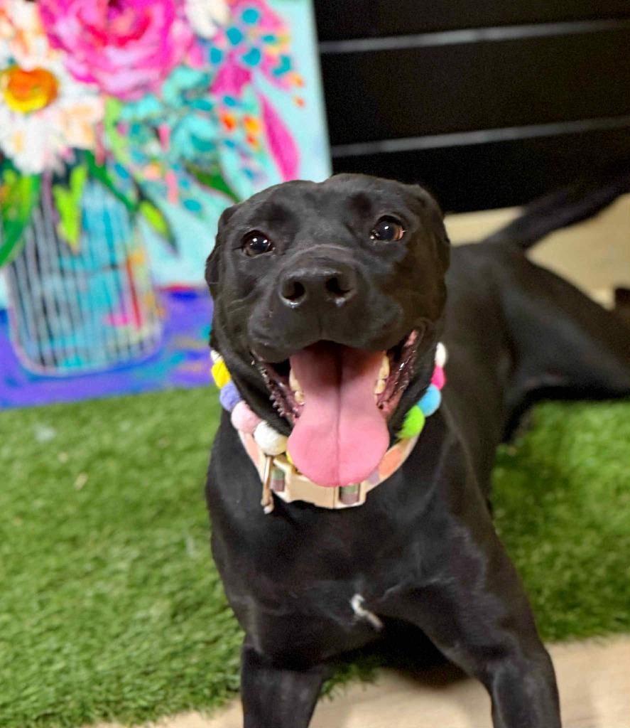 Enlarge Luna, a Adoptable Labrador Retriever in Effingham, IL image 3/4