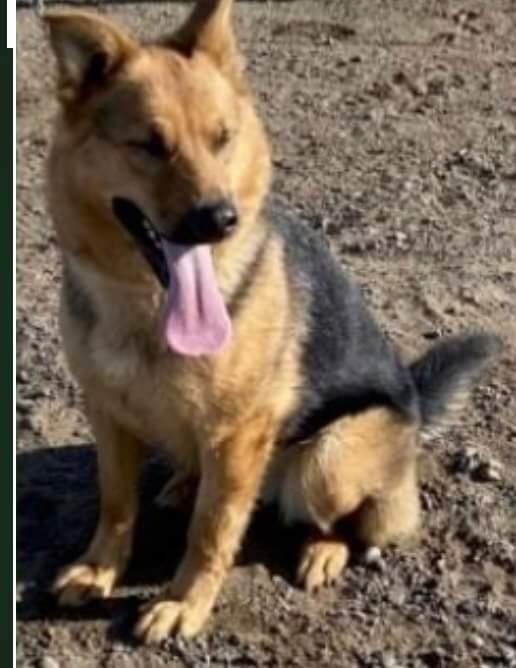 Divine, Adopted, Adult Female German Shepherd Dog.