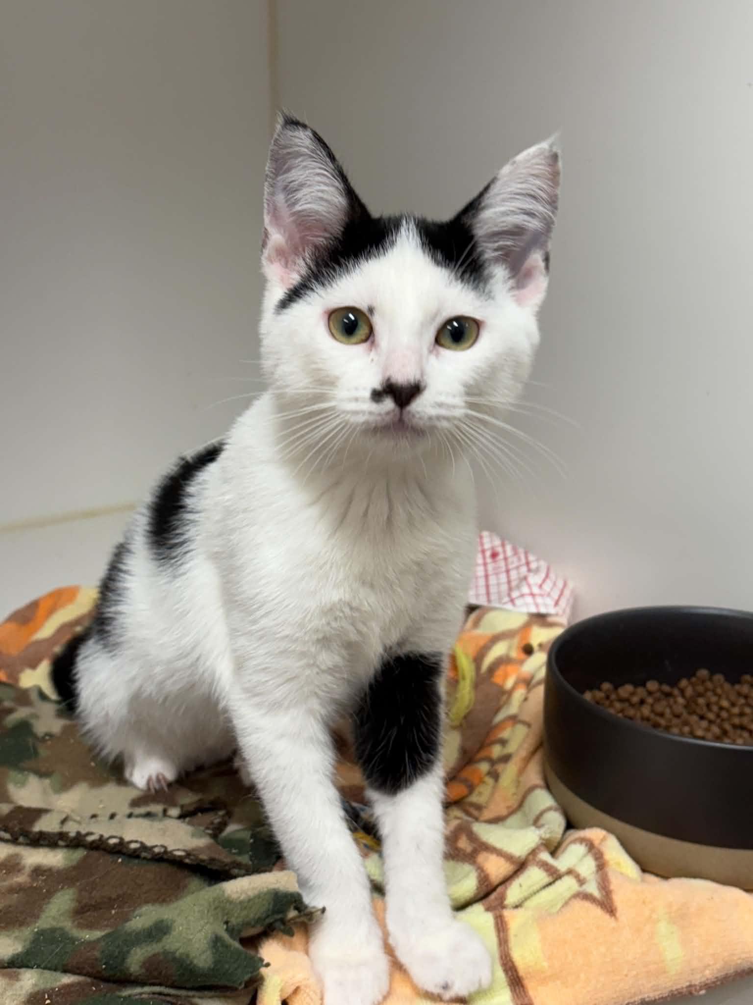 Magnolia, ADOPTABLE, Kitten Female Domestic Short Hair.