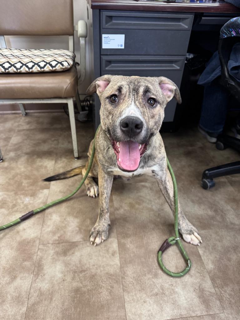 Enlarge Sgt Pepper, a Adoptable mixed breed in Springfield, OH image 1/1